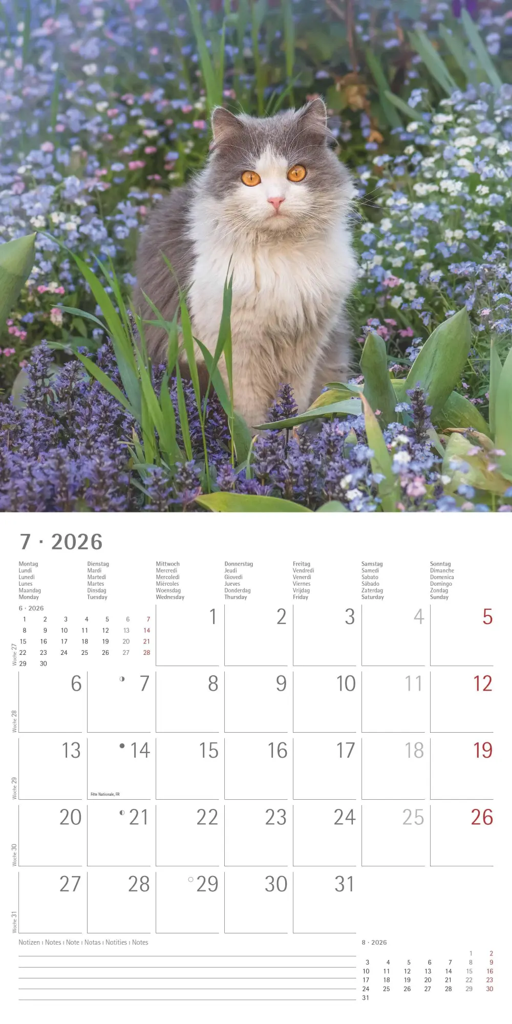 Bild: 4069095002982 | Katzen 2026 - Broschürenkalender 30x30 cm (30x60 geöffnet) -...