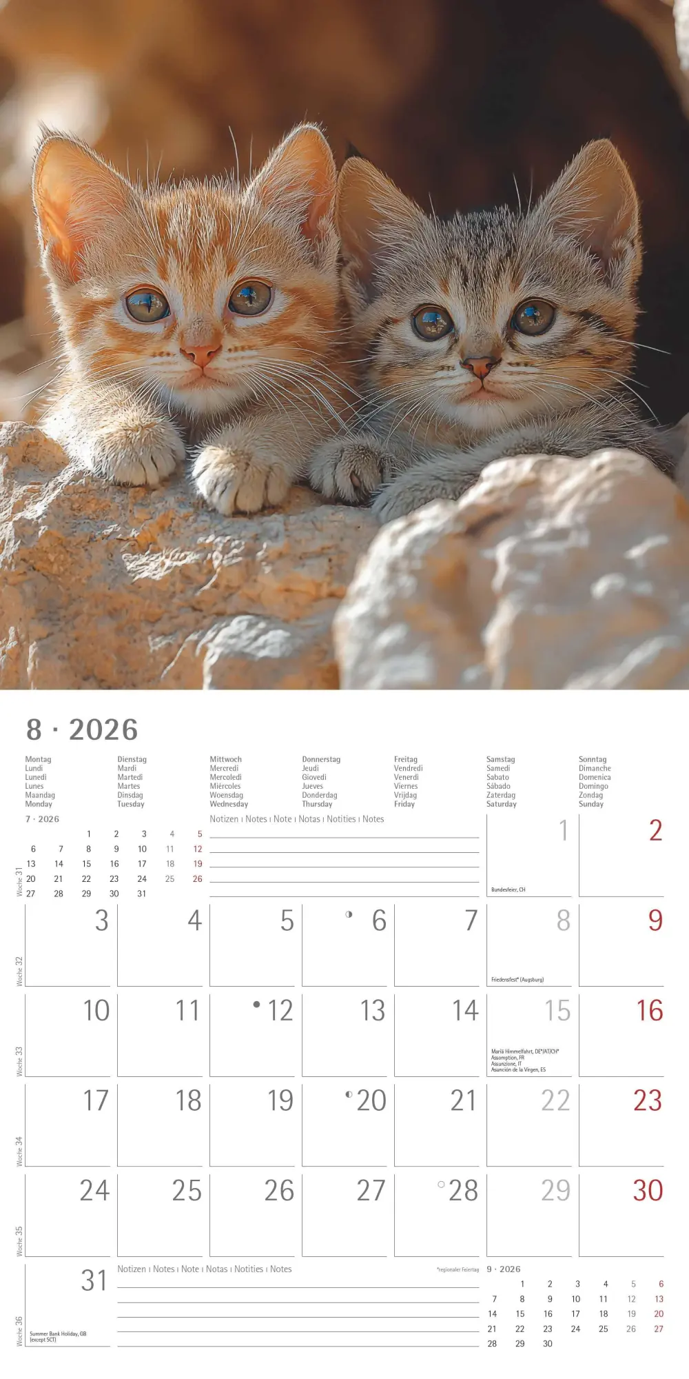 Bild: 4069095002982 | Katzen 2026 - Broschürenkalender 30x30 cm (30x60 geöffnet) -...