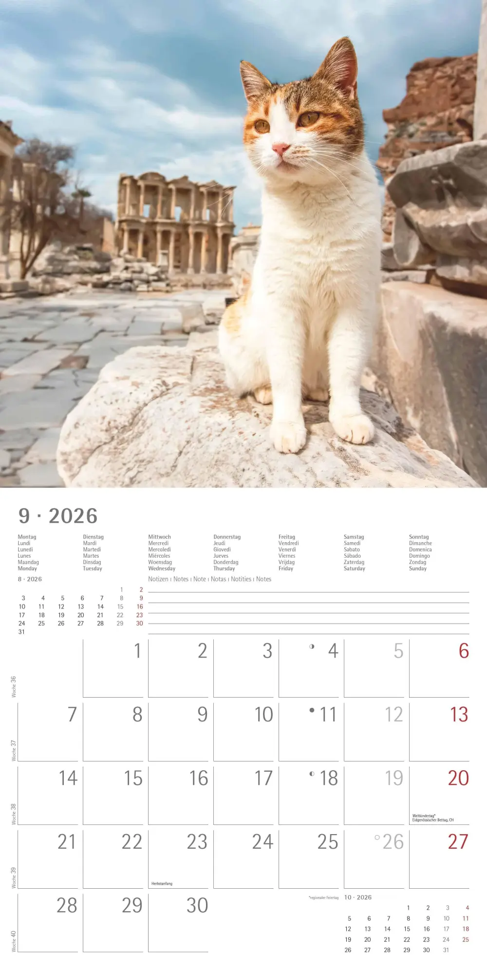 Bild: 4069095002982 | Katzen 2026 - Broschürenkalender 30x30 cm (30x60 geöffnet) -...