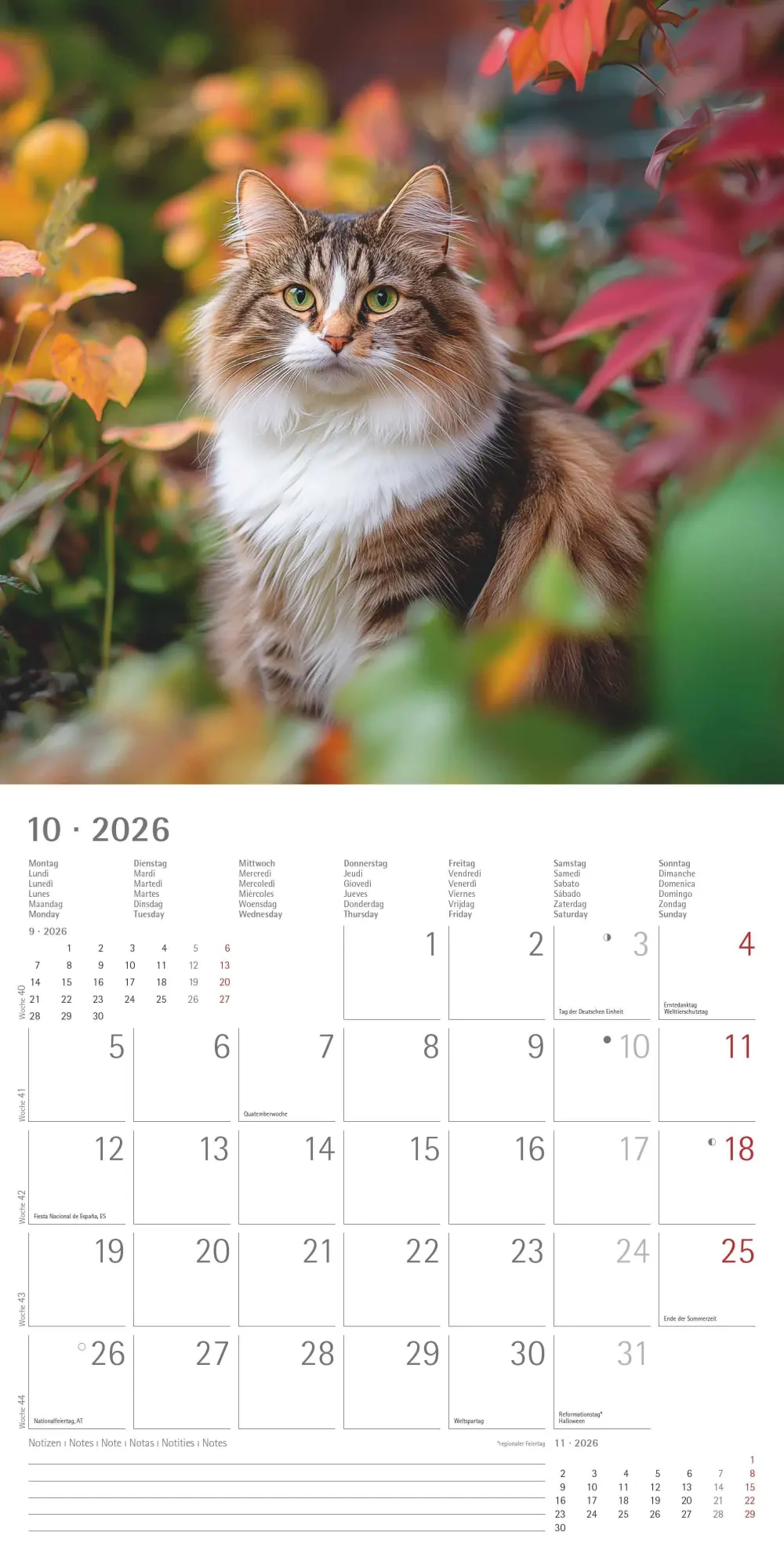 Bild: 4069095002982 | Katzen 2026 - Broschürenkalender 30x30 cm (30x60 geöffnet) -...