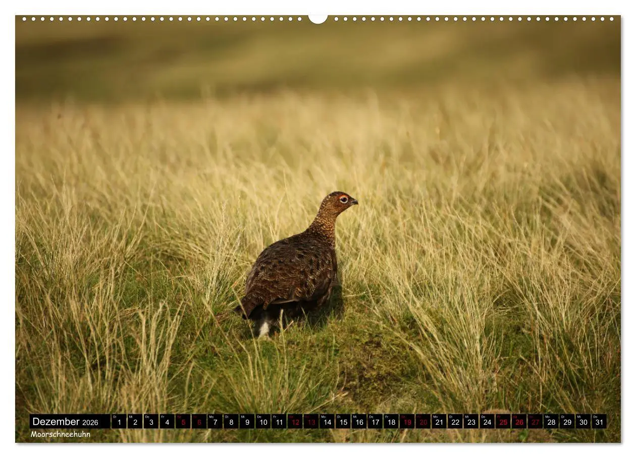 Bild: 9783457682982 | Traumhafte Yorkshire Dales (hochwertiger Premium Wandkalender 2026...