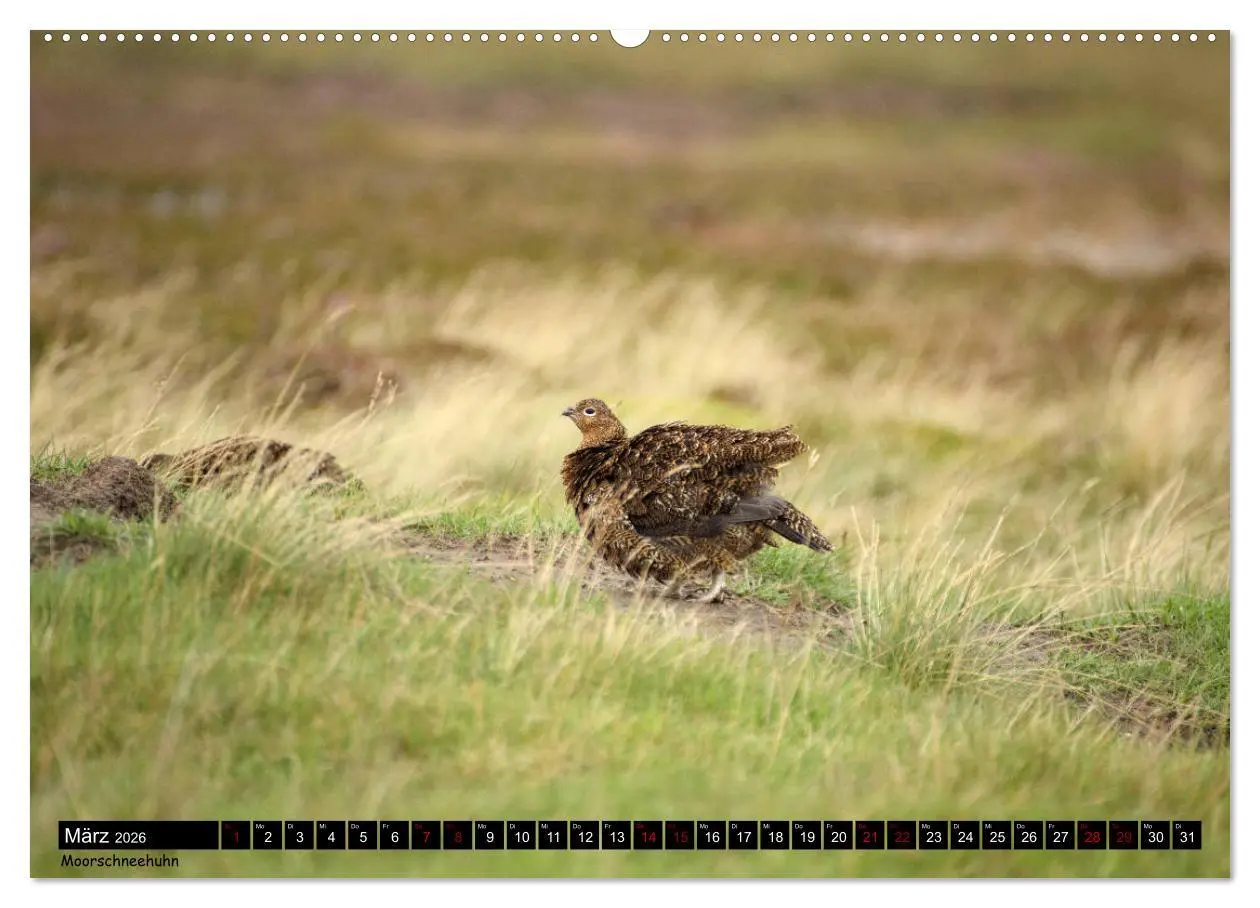 Bild: 9783457682982 | Traumhafte Yorkshire Dales (hochwertiger Premium Wandkalender 2026...