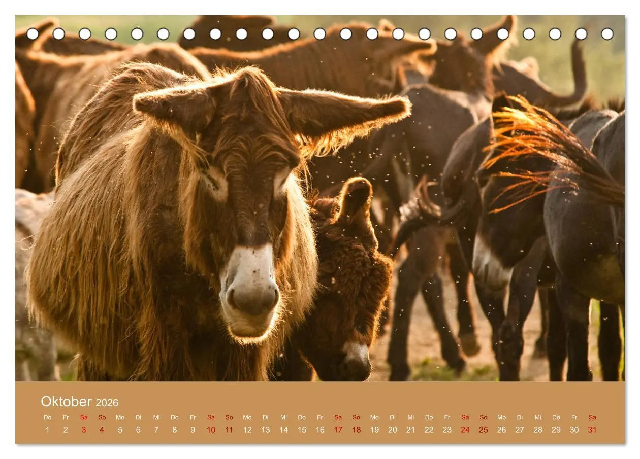 Bild: 9783457873182 | Baudet de Poitou - Seltene französische Langohren (Tischkalender...