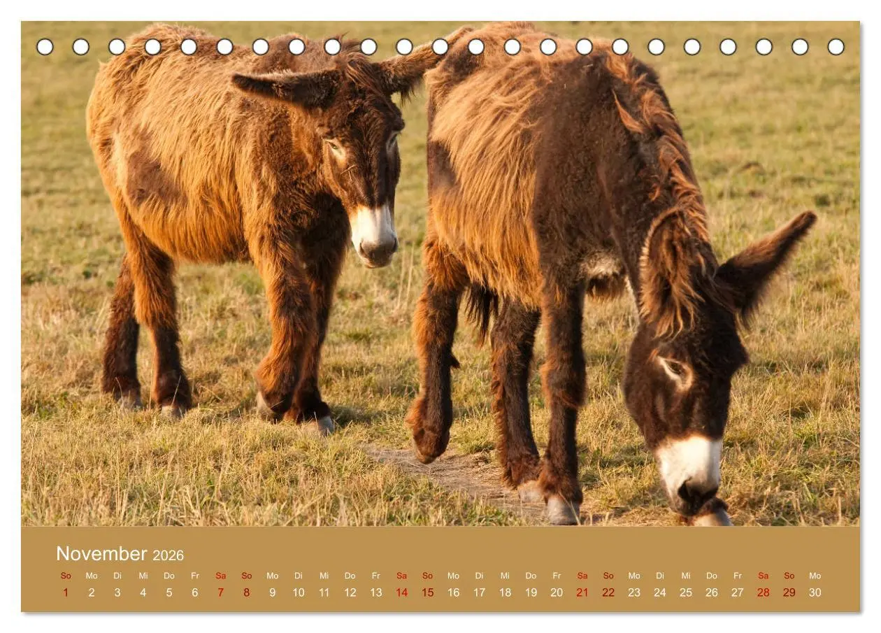 Bild: 9783457873182 | Baudet de Poitou - Seltene französische Langohren (Tischkalender...