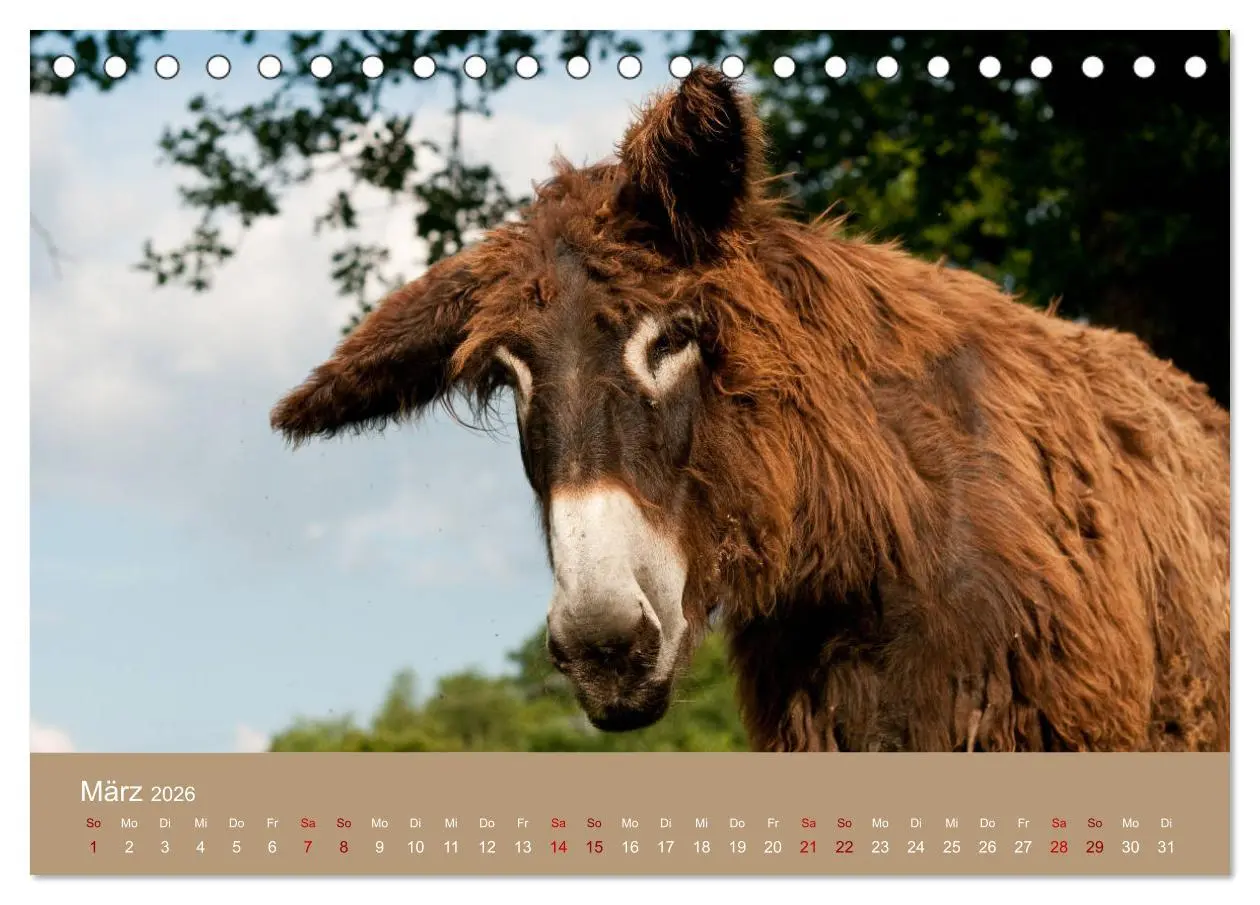 Bild: 9783457873182 | Baudet de Poitou - Seltene französische Langohren (Tischkalender...