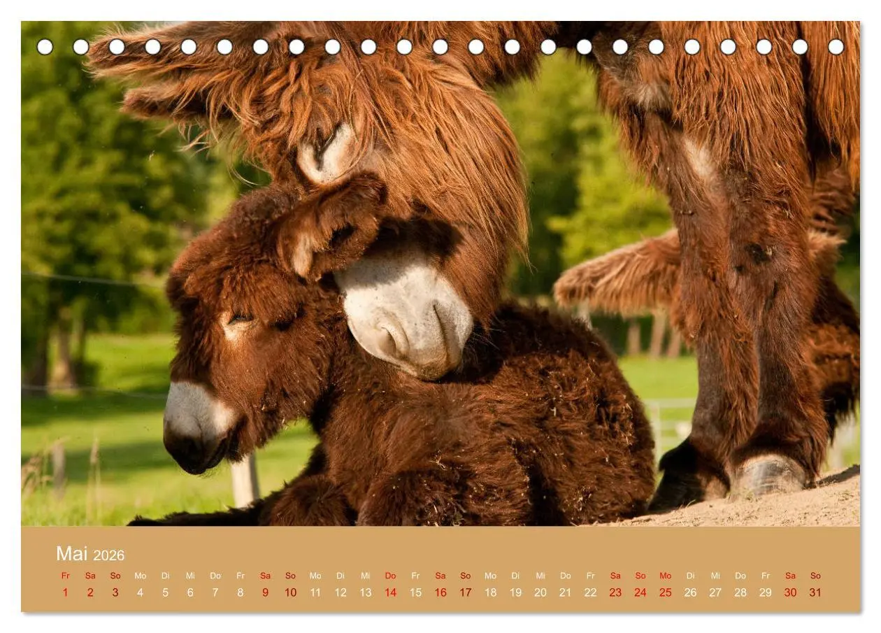 Bild: 9783457873182 | Baudet de Poitou - Seltene französische Langohren (Tischkalender...