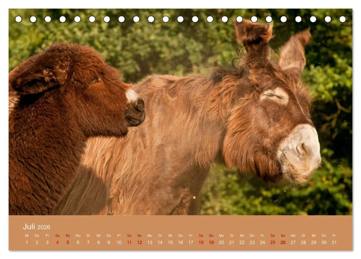 Bild: 9783457873182 | Baudet de Poitou - Seltene französische Langohren (Tischkalender...