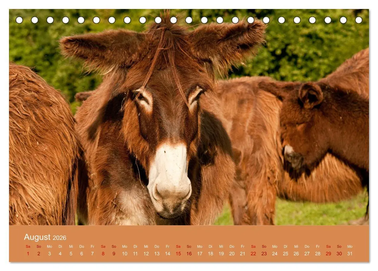 Bild: 9783457873182 | Baudet de Poitou - Seltene französische Langohren (Tischkalender...