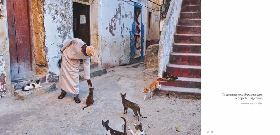 Bild: 9783954163182 | Katzen | Samtpfoten aus aller Welt | Tuul Morandi (u. a.) | Buch