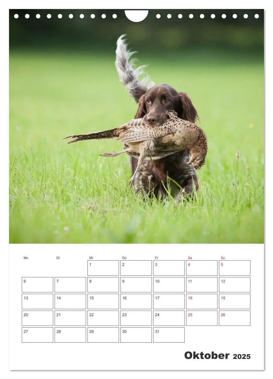 Bild: 9783457163382 | Geboren um zu Jagen. Der kleine Münsterländer (Wandkalender 2025...