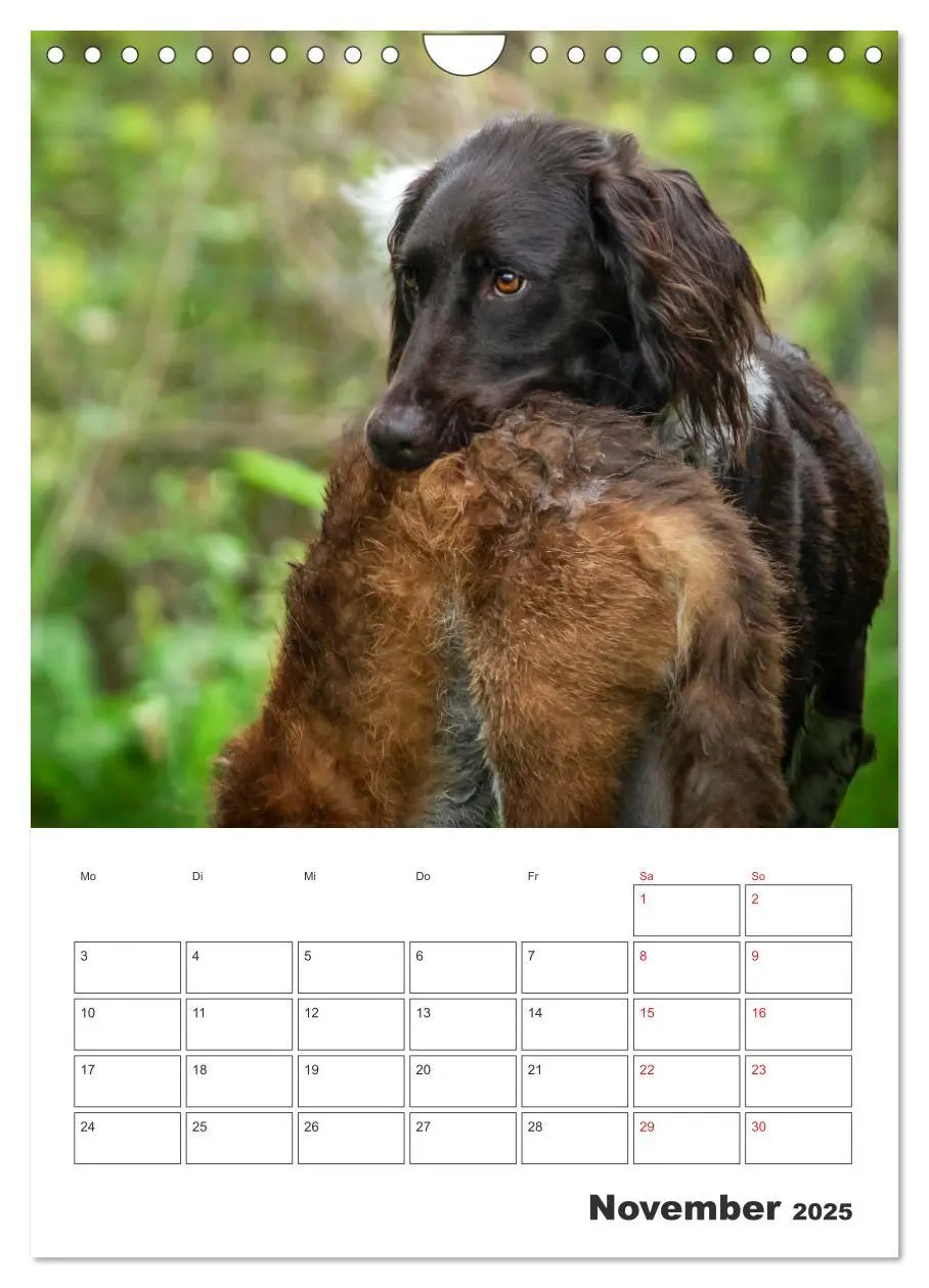Bild: 9783457163382 | Geboren um zu Jagen. Der kleine Münsterländer (Wandkalender 2025...