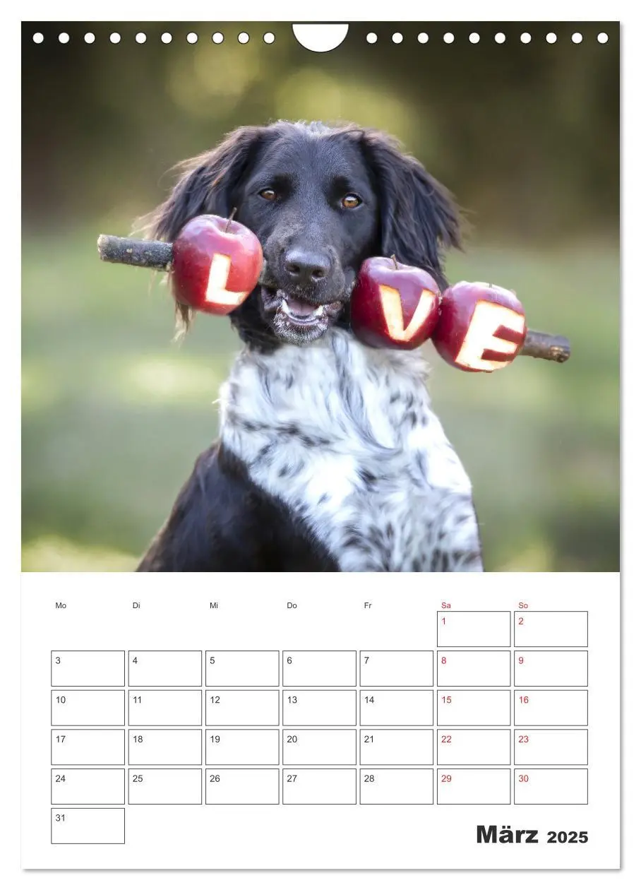 Bild: 9783457163382 | Geboren um zu Jagen. Der kleine Münsterländer (Wandkalender 2025...