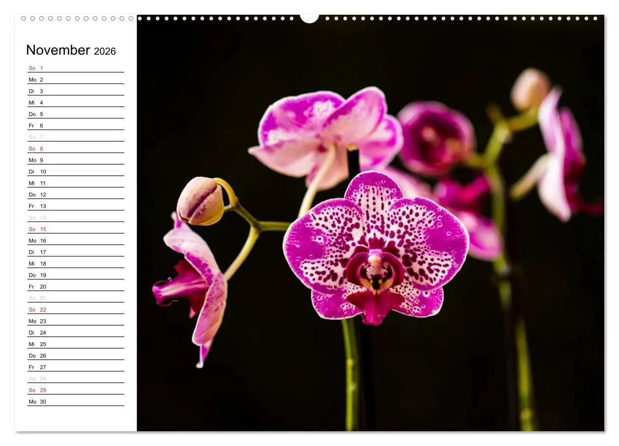 Bild: 9783516013382 | Blütenzauber Orchideen (Wandkalender 2026 DIN A2 quer), CALVENDO...