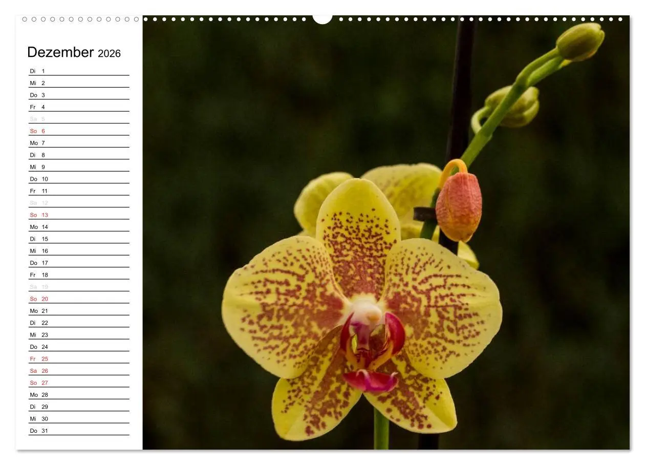 Bild: 9783516013382 | Blütenzauber Orchideen (Wandkalender 2026 DIN A2 quer), CALVENDO...