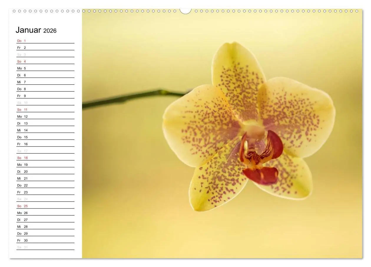 Bild: 9783516013382 | Blütenzauber Orchideen (Wandkalender 2026 DIN A2 quer), CALVENDO...