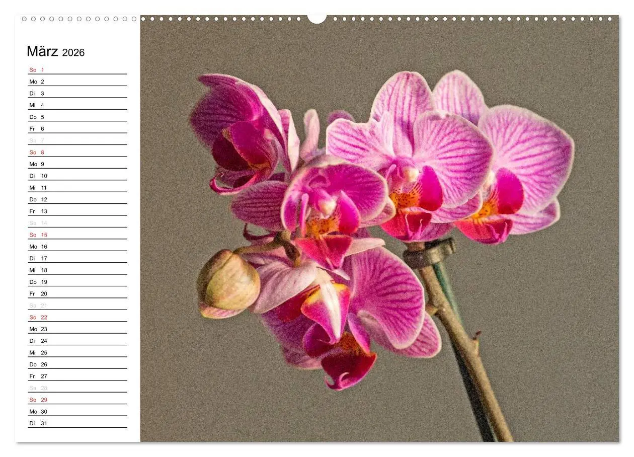 Bild: 9783516013382 | Blütenzauber Orchideen (Wandkalender 2026 DIN A2 quer), CALVENDO...