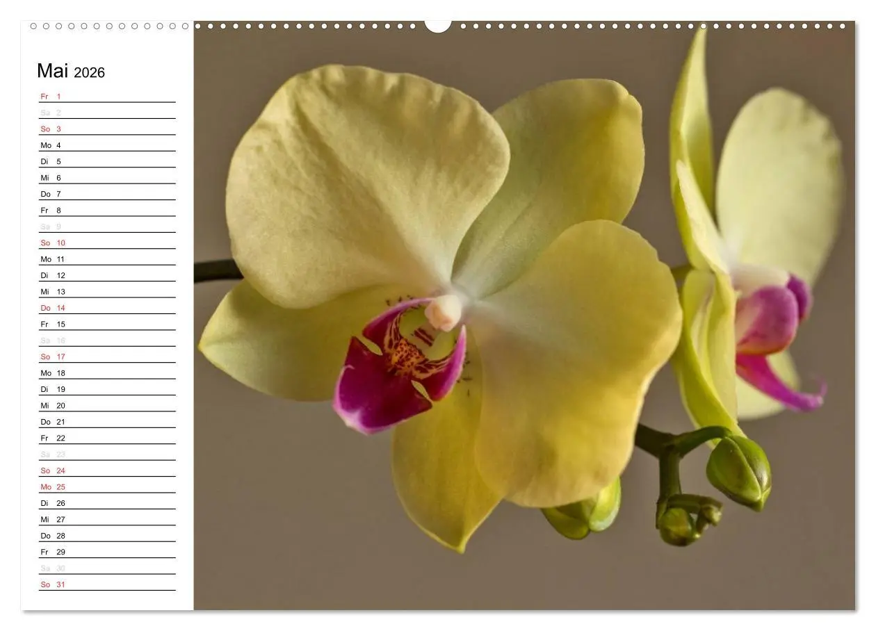 Bild: 9783516013382 | Blütenzauber Orchideen (Wandkalender 2026 DIN A2 quer), CALVENDO...