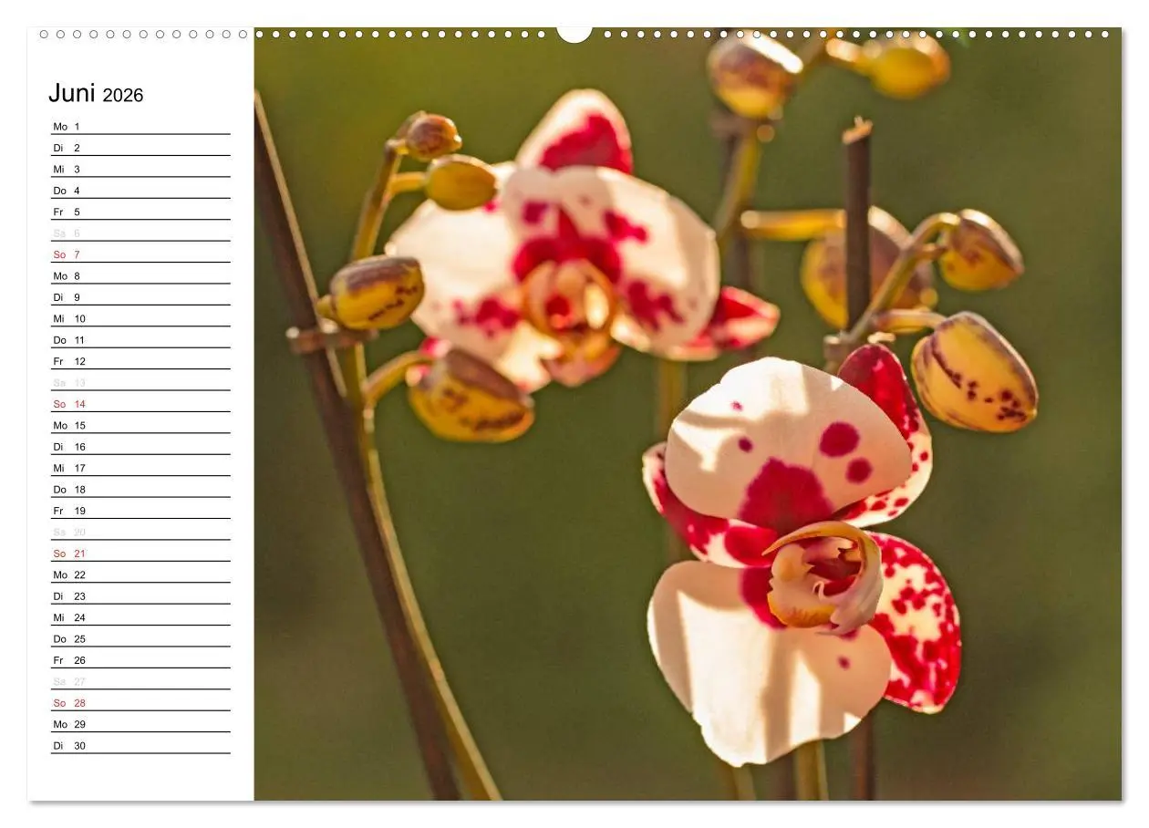 Bild: 9783516013382 | Blütenzauber Orchideen (Wandkalender 2026 DIN A2 quer), CALVENDO...
