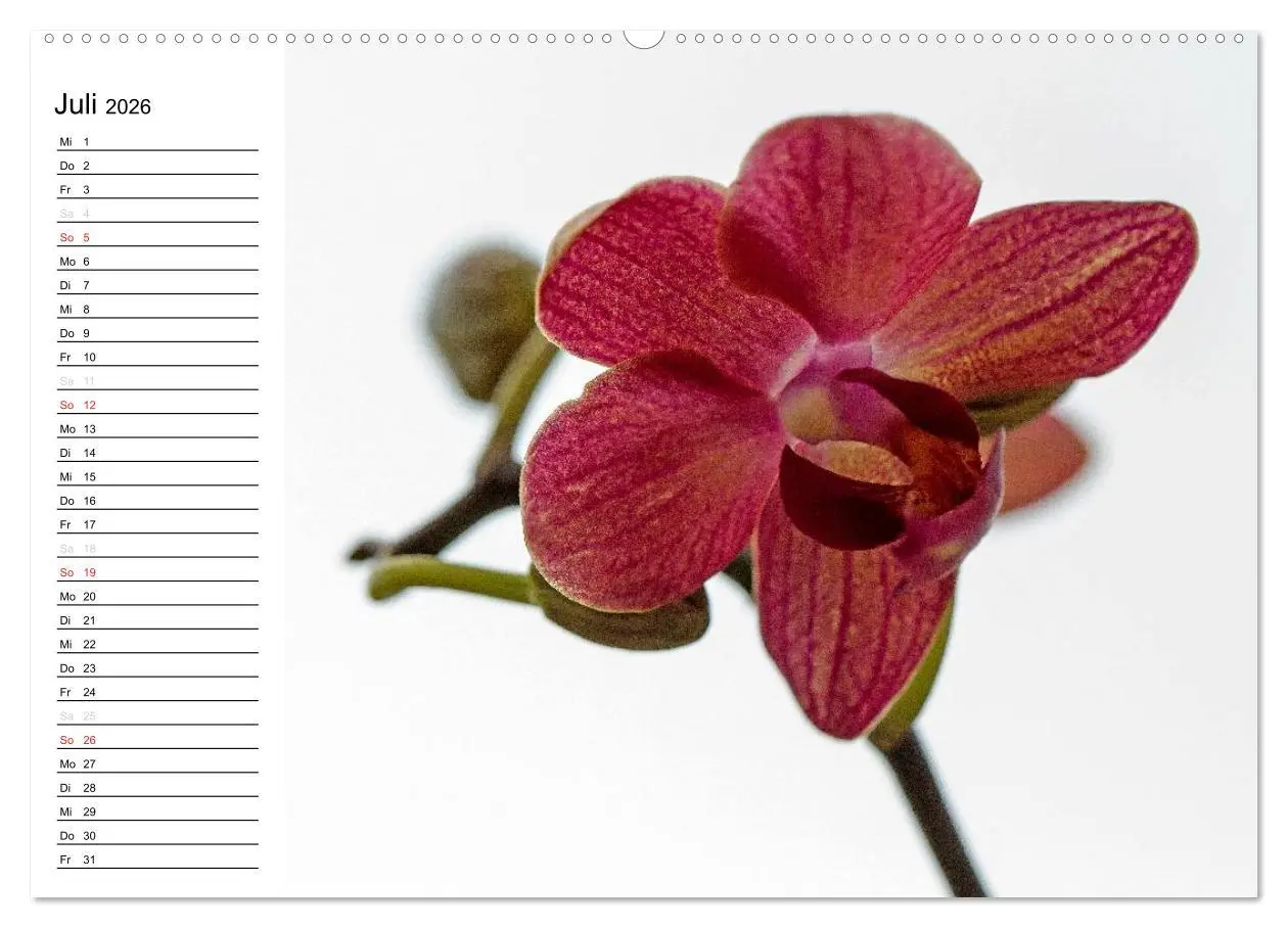 Bild: 9783516013382 | Blütenzauber Orchideen (Wandkalender 2026 DIN A2 quer), CALVENDO...