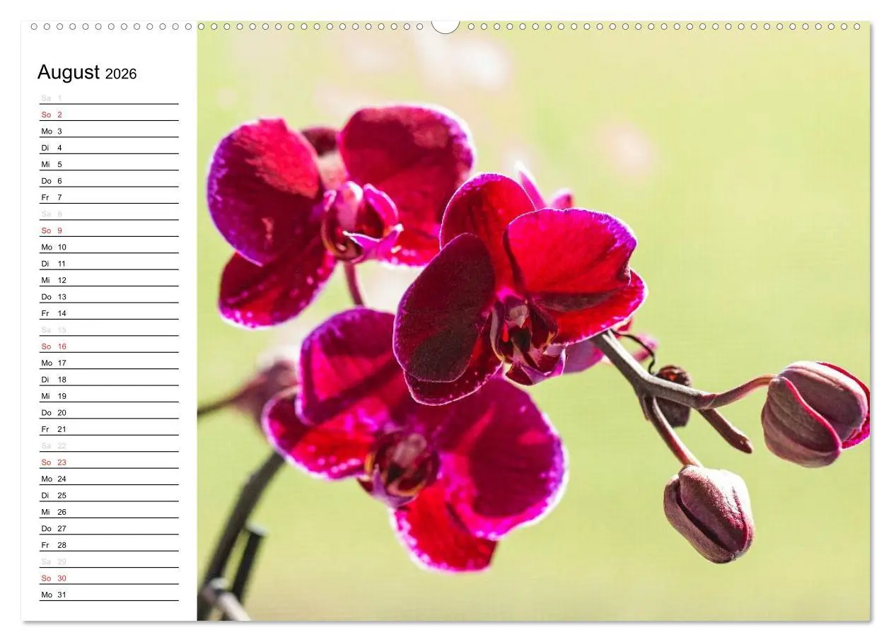 Bild: 9783516013382 | Blütenzauber Orchideen (Wandkalender 2026 DIN A2 quer), CALVENDO...