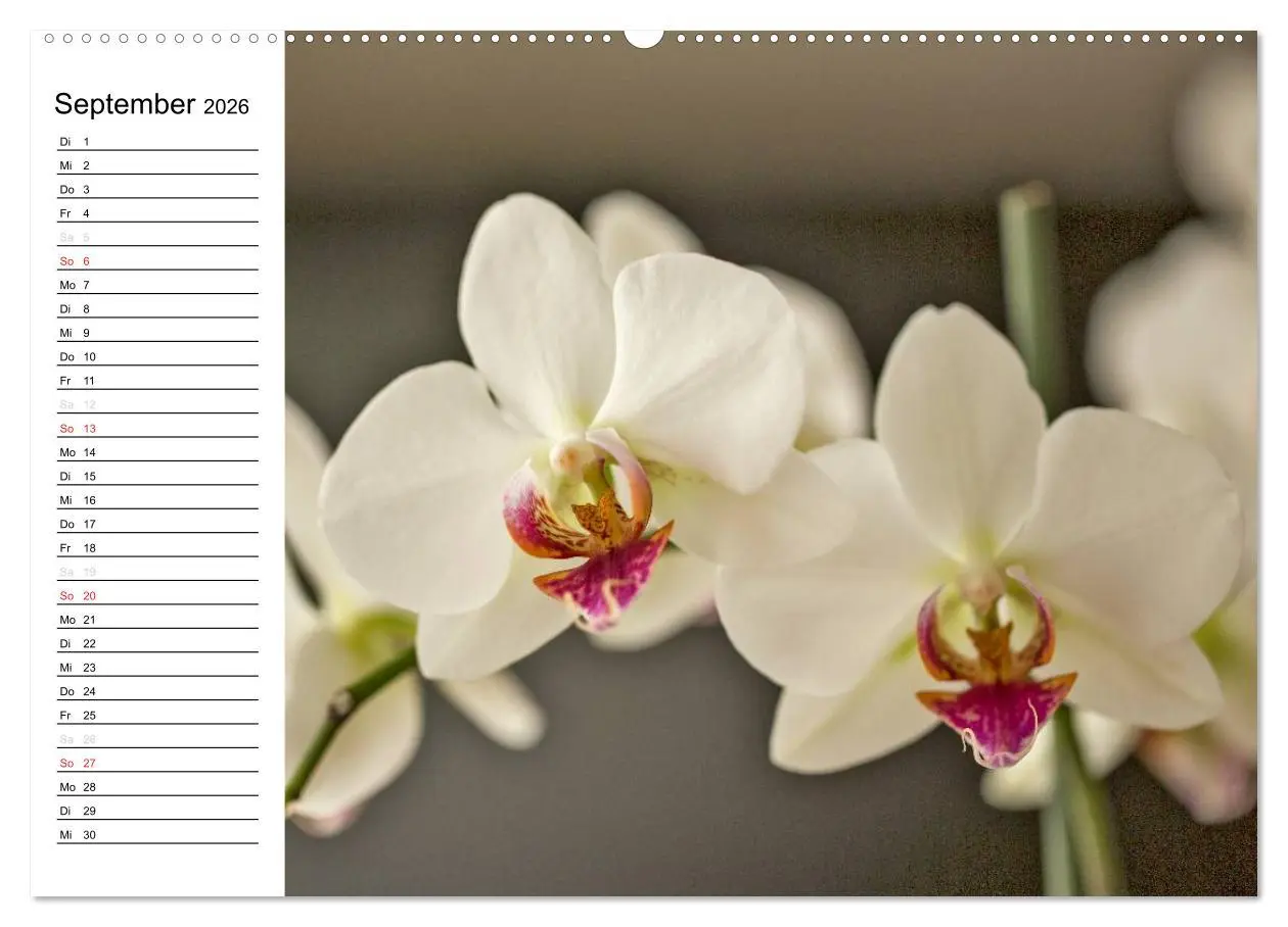 Bild: 9783516013382 | Blütenzauber Orchideen (Wandkalender 2026 DIN A2 quer), CALVENDO...