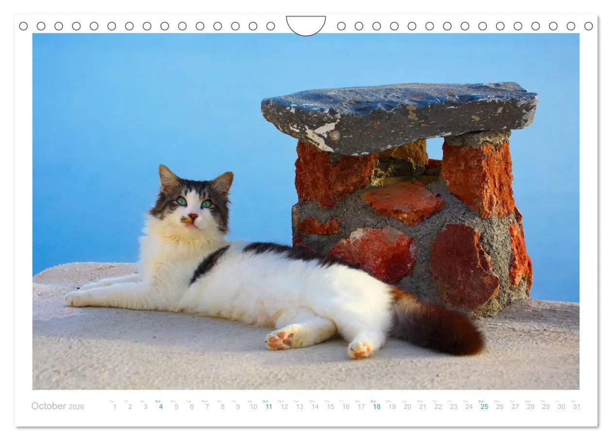 Bild: 9783516553482 | Cats of the Greek Islands (Wall Calendar 2026 DIN A4 landscape),...