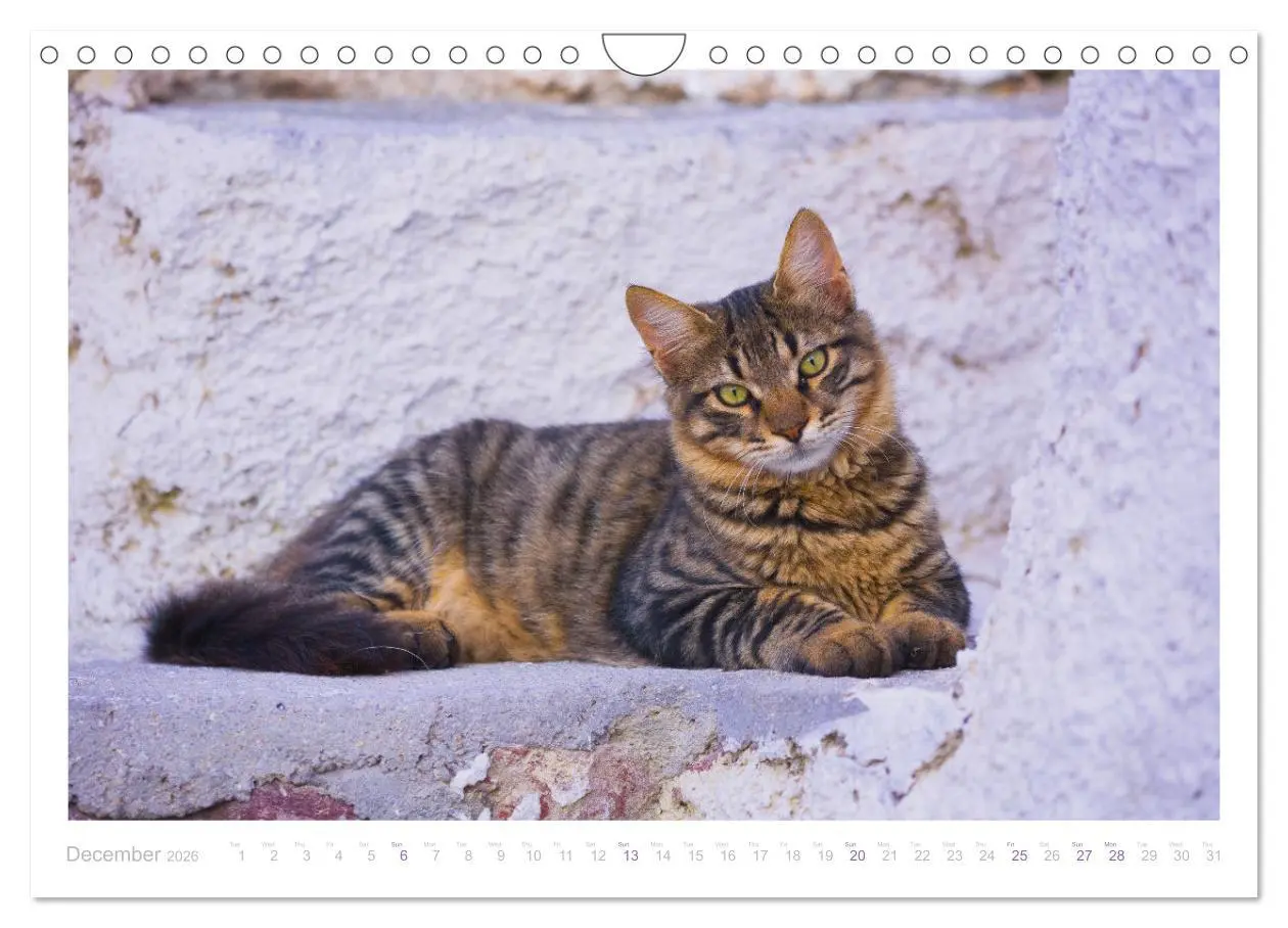 Bild: 9783516553482 | Cats of the Greek Islands (Wall Calendar 2026 DIN A4 landscape),...