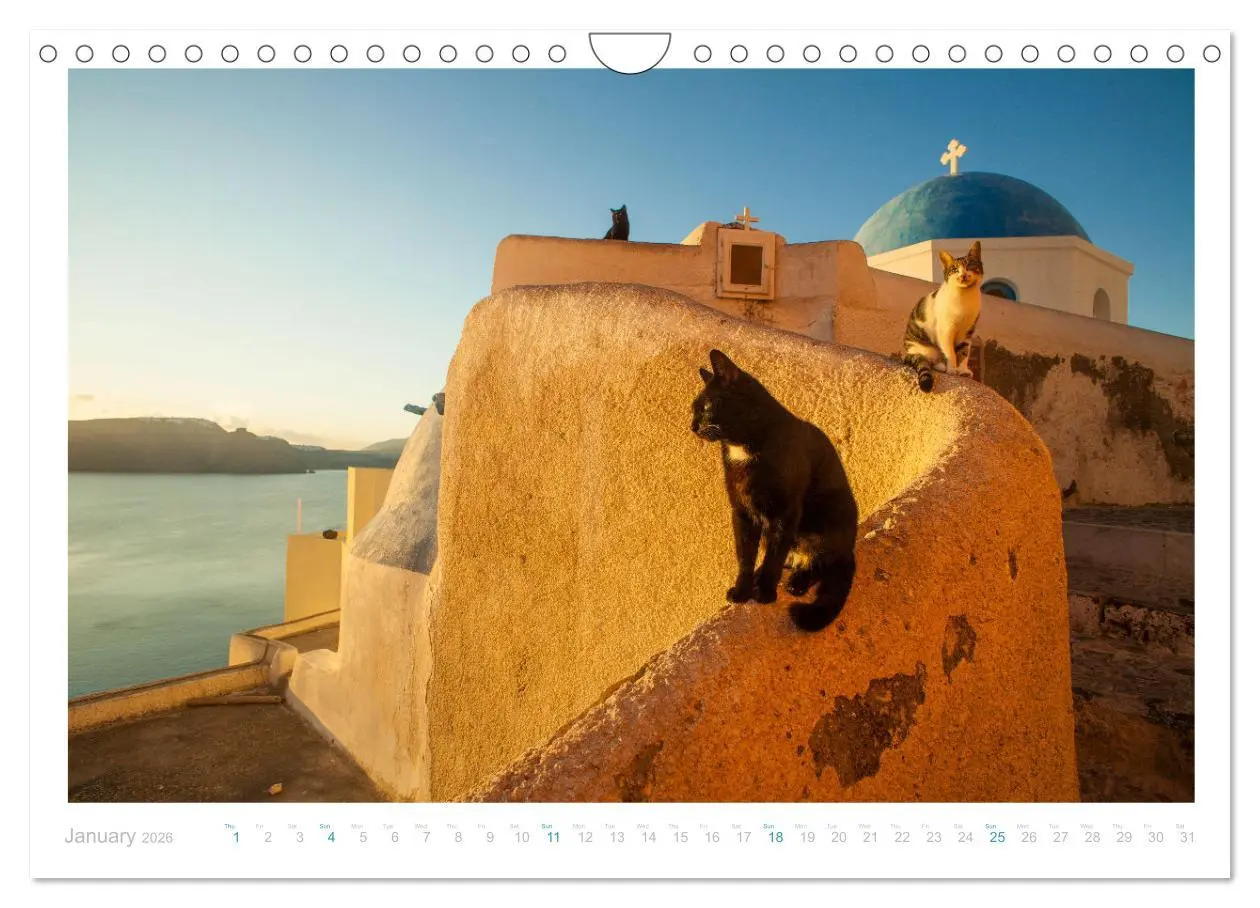 Bild: 9783516553482 | Cats of the Greek Islands (Wall Calendar 2026 DIN A4 landscape),...