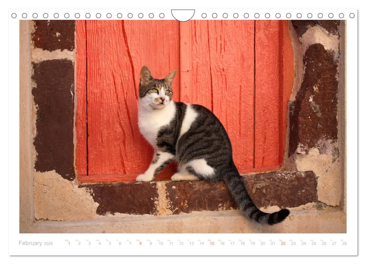 Bild: 9783516553482 | Cats of the Greek Islands (Wall Calendar 2026 DIN A4 landscape),...
