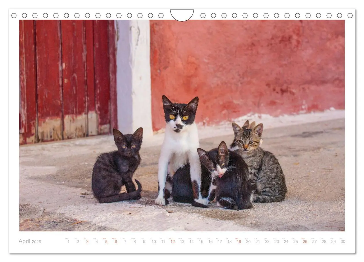 Bild: 9783516553482 | Cats of the Greek Islands (Wall Calendar 2026 DIN A4 landscape),...