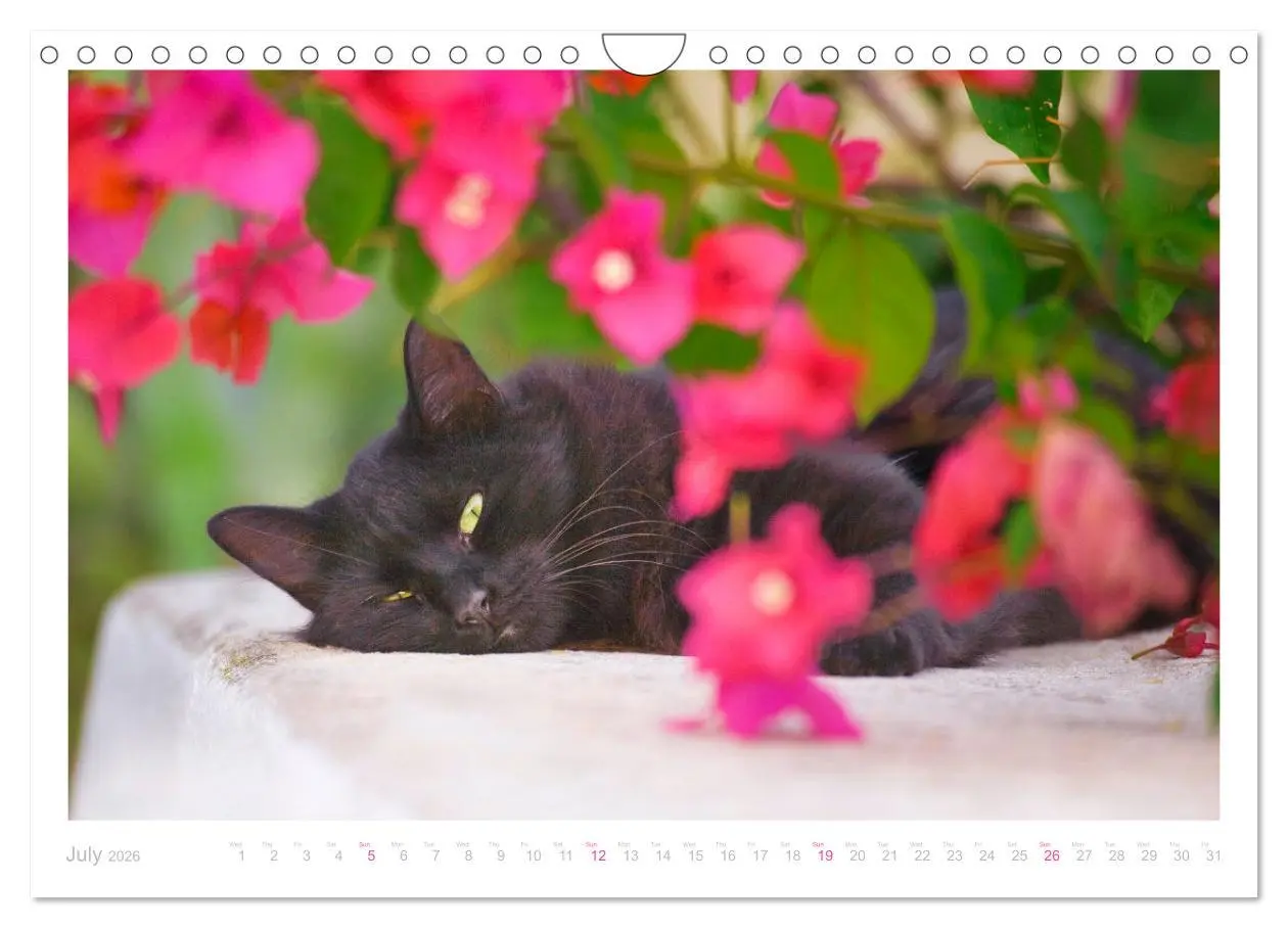 Bild: 9783516553482 | Cats of the Greek Islands (Wall Calendar 2026 DIN A4 landscape),...