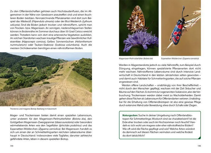 Bild: 9783258083582 | Schmetterlingswissen | Biologie, Lebensräume, Beobachtung | Possienke
