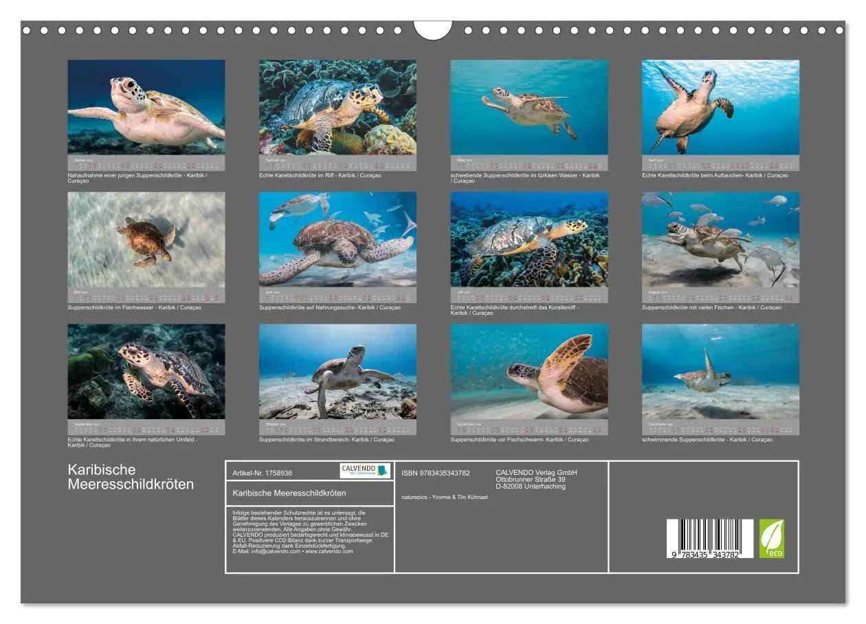 Bild: 9783435343782 | Karibische Meeresschildkröten (Wandkalender 2025 DIN A3 quer),...