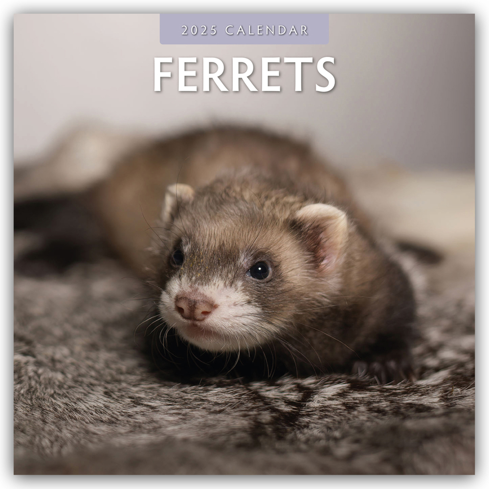 Cover: 9781804423882 | Ferrets - Frettchen 2025 - 16-Monatskalender | Ltd | Kalender | 13 S.