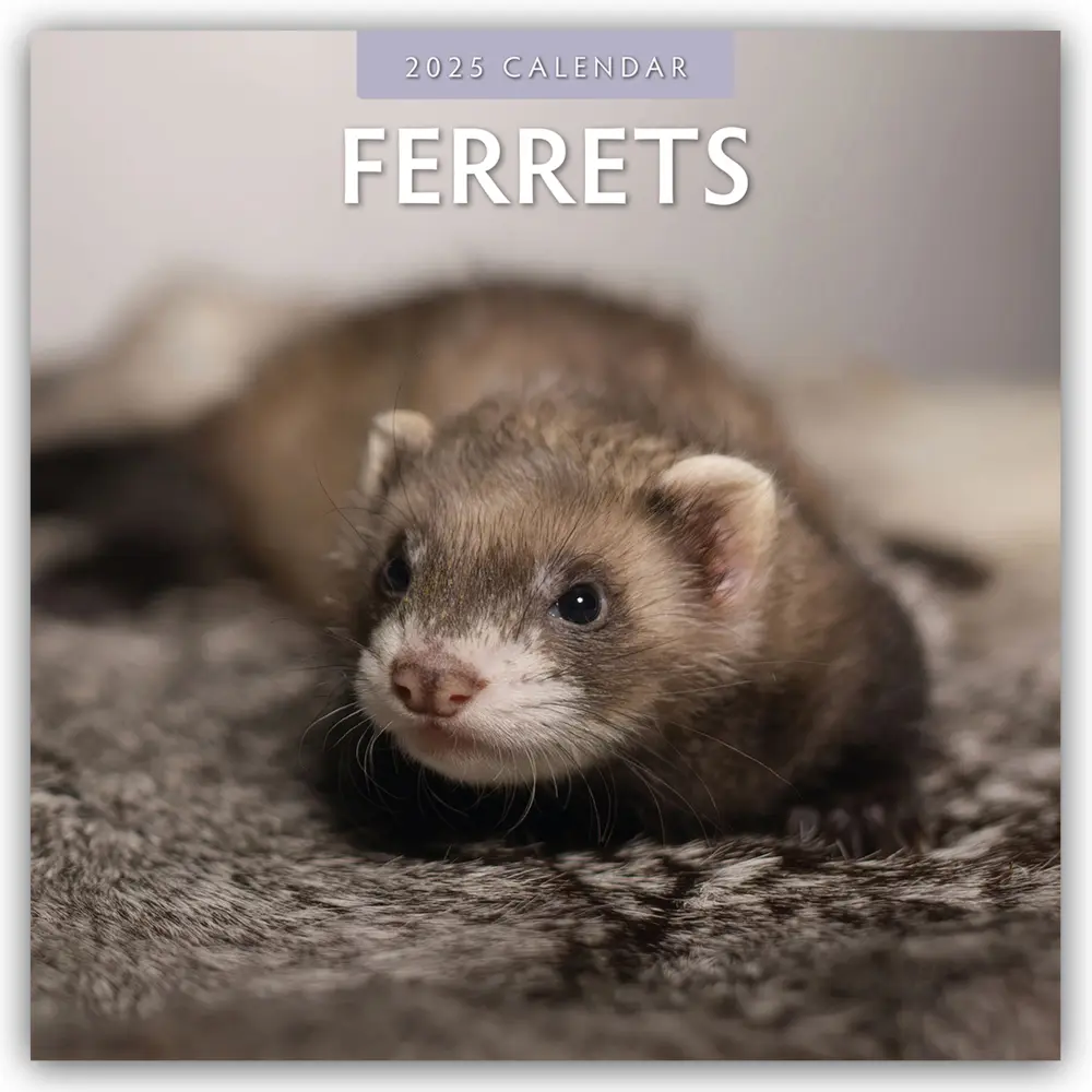 Cover: 9781804423882 | Ferrets - Frettchen 2025 - 16-Monatskalender | Ltd | Kalender | 13 S.