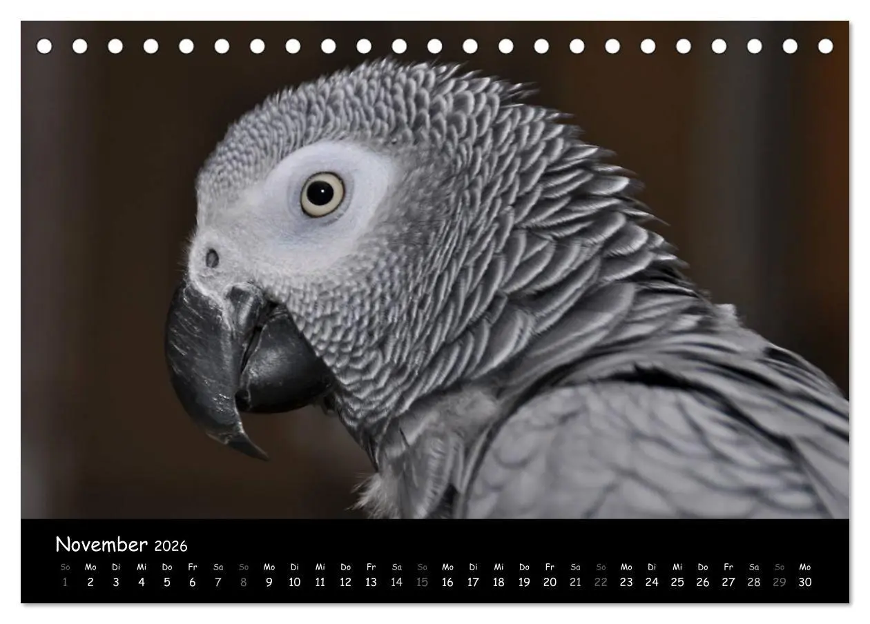 Bild: 9783516123982 | Graupapageien mit Herz (Tischkalender 2026 DIN A5 quer), CALVENDO...