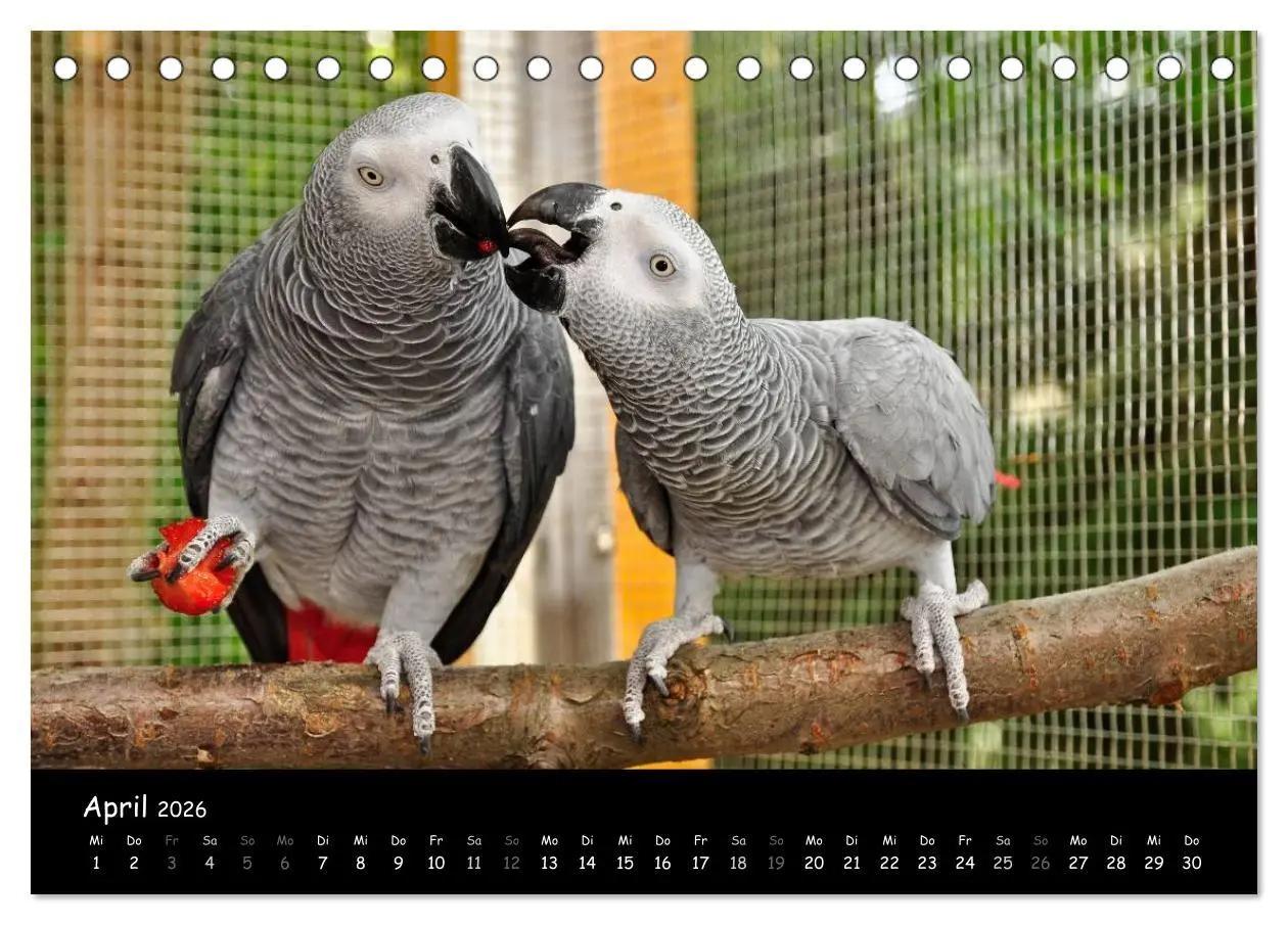 Bild: 9783516123982 | Graupapageien mit Herz (Tischkalender 2026 DIN A5 quer), CALVENDO...