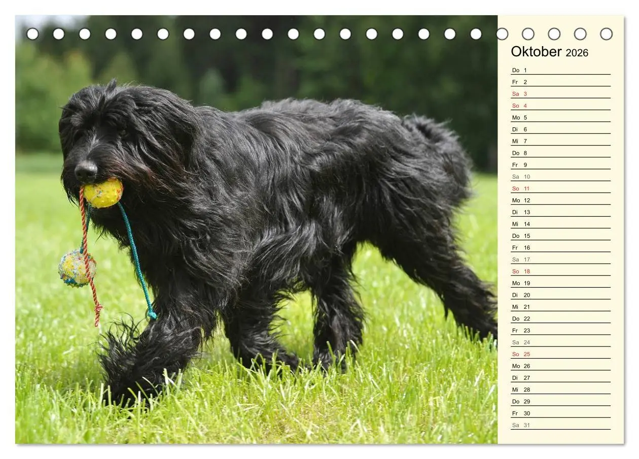 Bild: 9783516004182 | Altdeutsche Hütehunde - Fast vergessen (Tischkalender 2026 DIN A5...