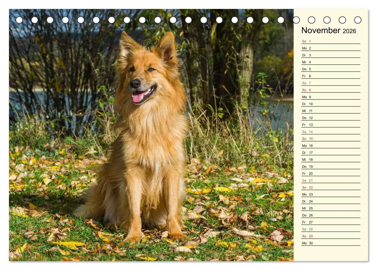 Bild: 9783516004182 | Altdeutsche Hütehunde - Fast vergessen (Tischkalender 2026 DIN A5...