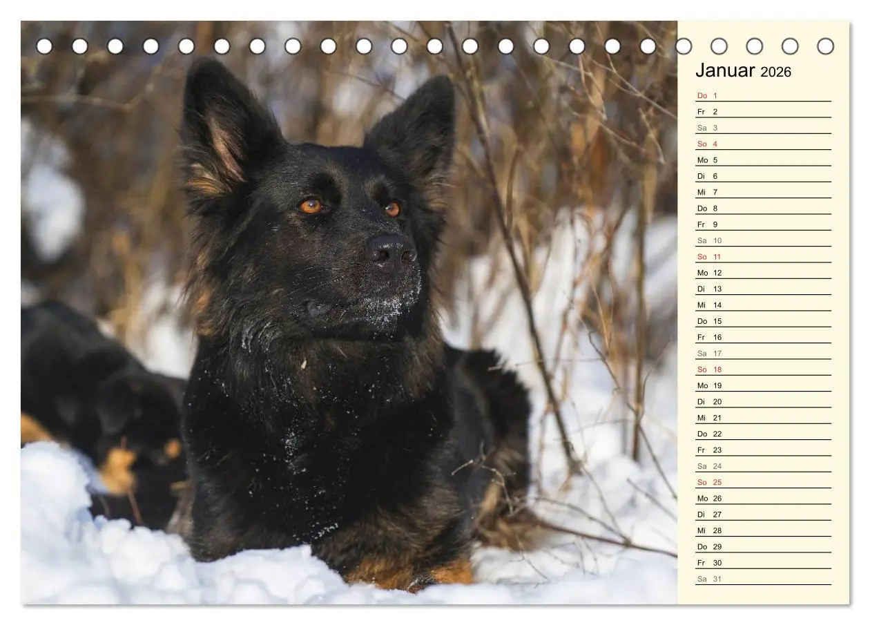 Bild: 9783516004182 | Altdeutsche Hütehunde - Fast vergessen (Tischkalender 2026 DIN A5...