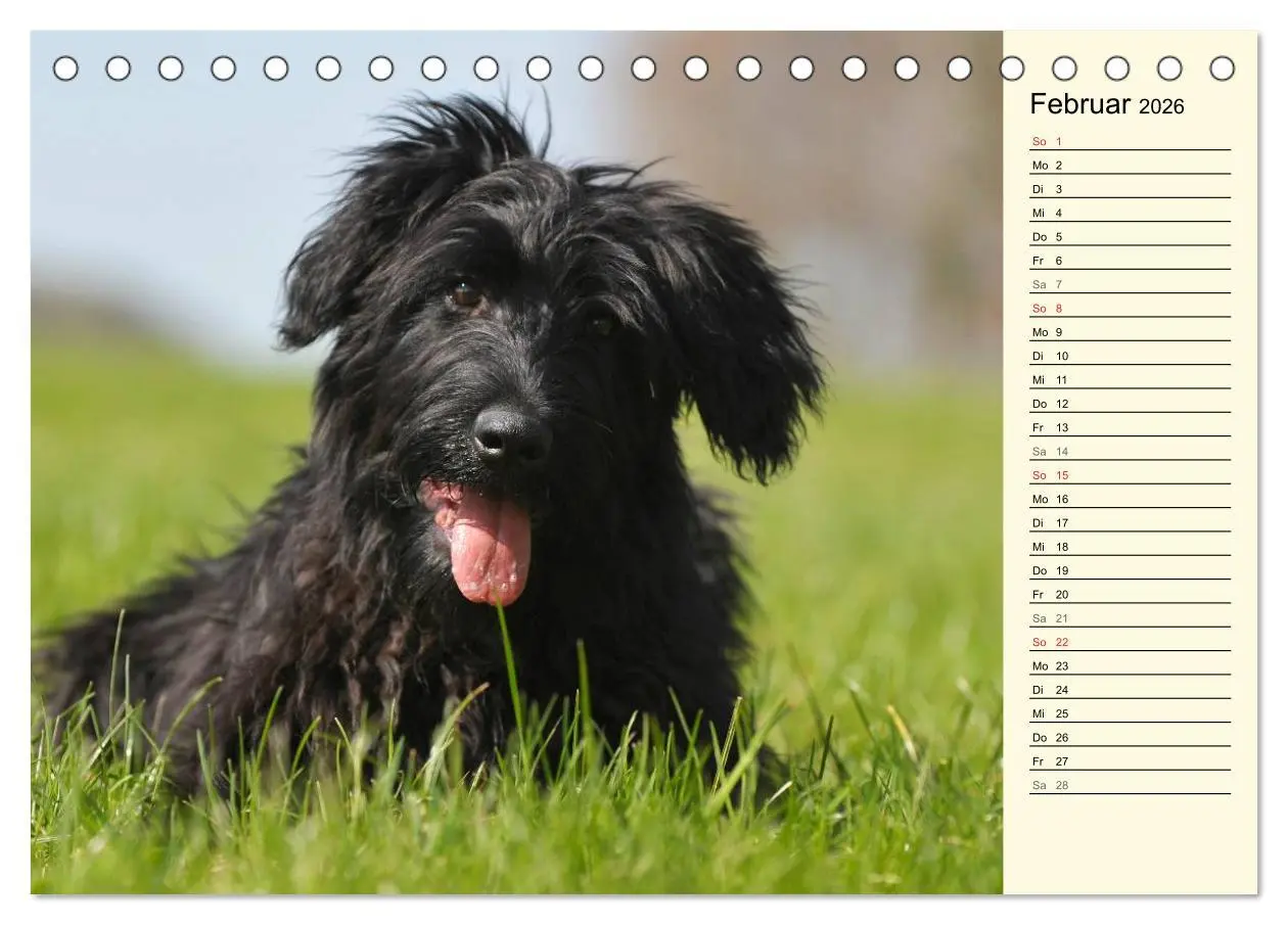 Bild: 9783516004182 | Altdeutsche Hütehunde - Fast vergessen (Tischkalender 2026 DIN A5...