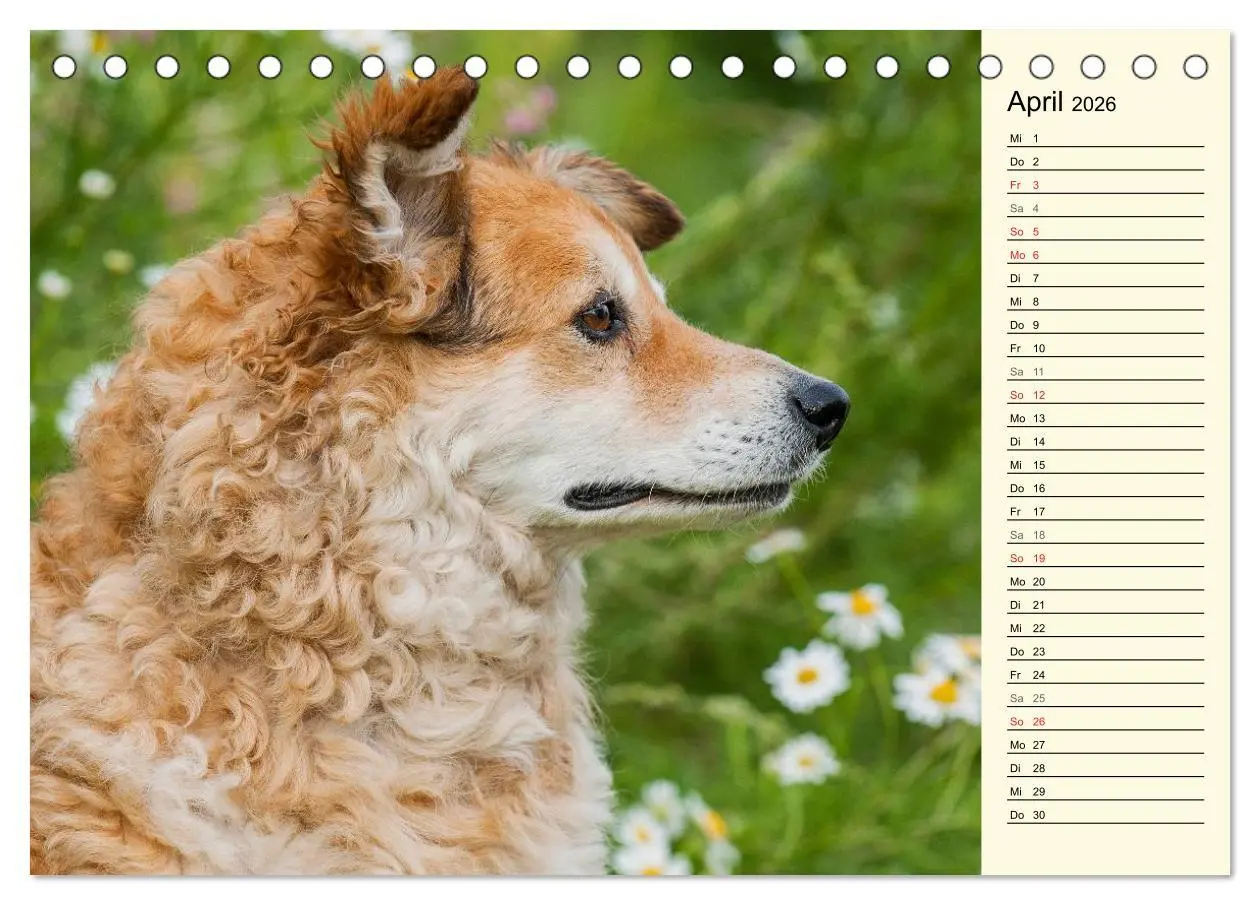 Bild: 9783516004182 | Altdeutsche Hütehunde - Fast vergessen (Tischkalender 2026 DIN A5...