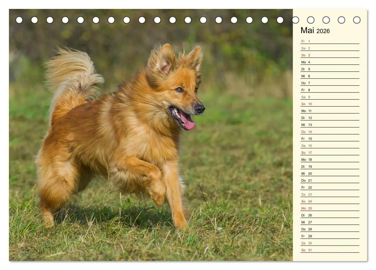 Bild: 9783516004182 | Altdeutsche Hütehunde - Fast vergessen (Tischkalender 2026 DIN A5...