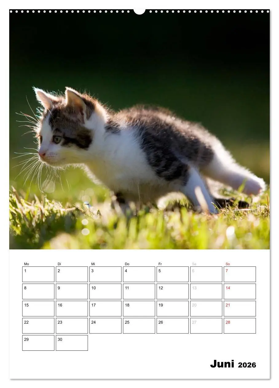Bild: 9783516484182 | Katzenkinder - Impressionen (hochwertiger Premium Wandkalender 2026...