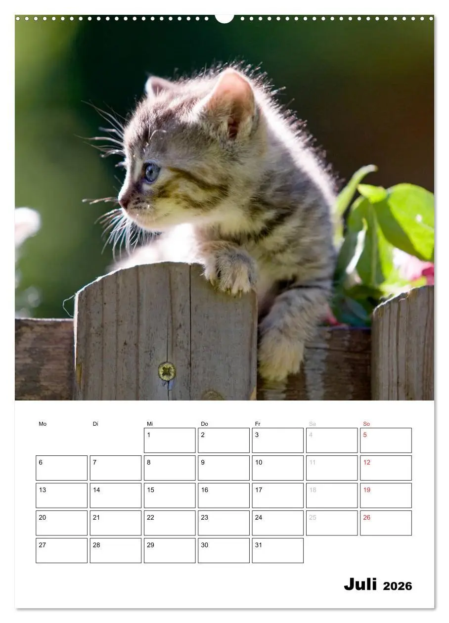 Bild: 9783516484182 | Katzenkinder - Impressionen (hochwertiger Premium Wandkalender 2026...