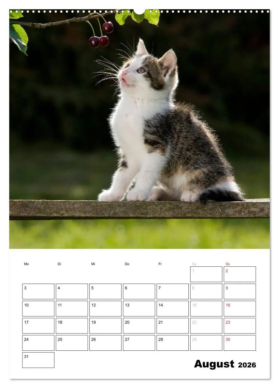 Bild: 9783516484182 | Katzenkinder - Impressionen (hochwertiger Premium Wandkalender 2026...