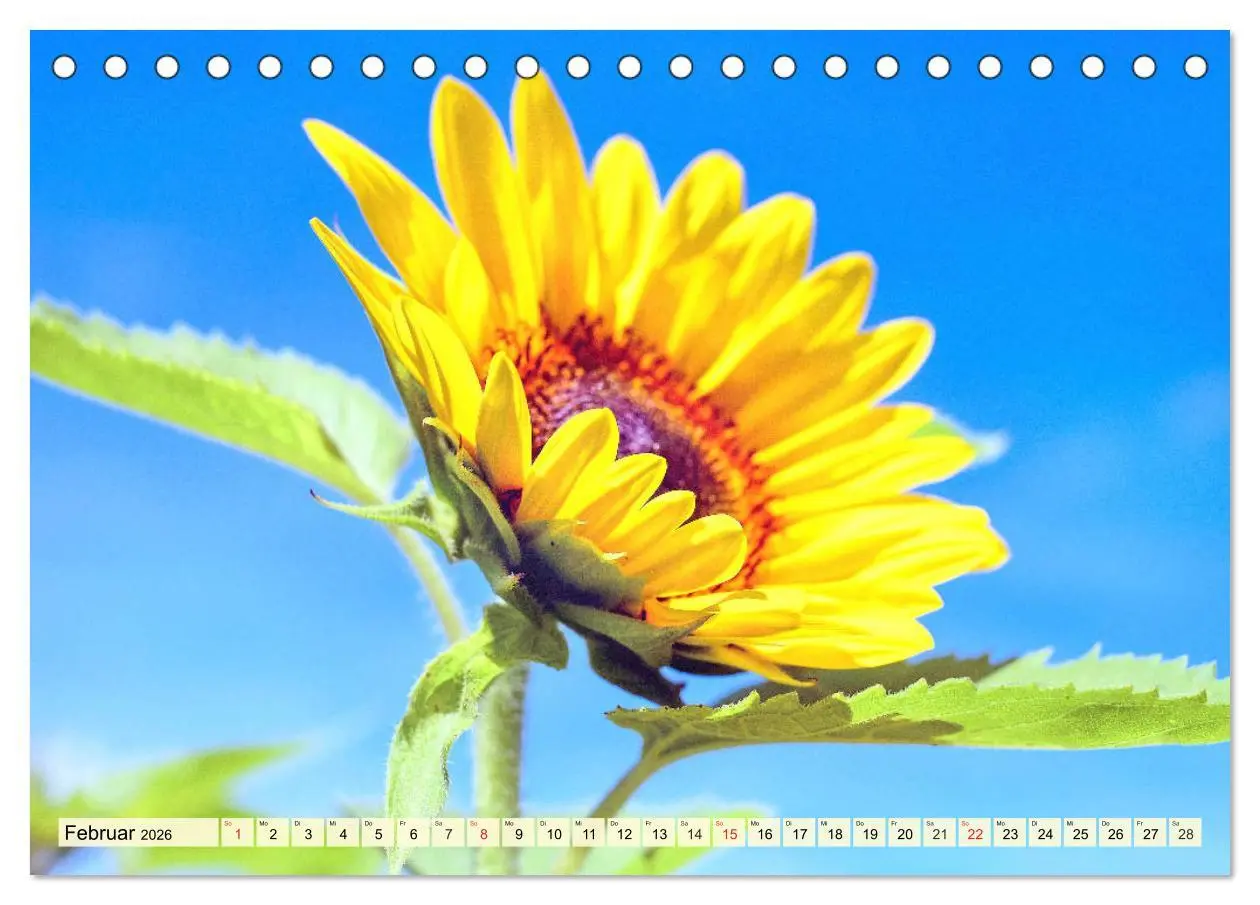 Bild: 9783457764282 | Sonnenblumen. Das Strahlen des Sommers (Tischkalender 2026 DIN A5...
