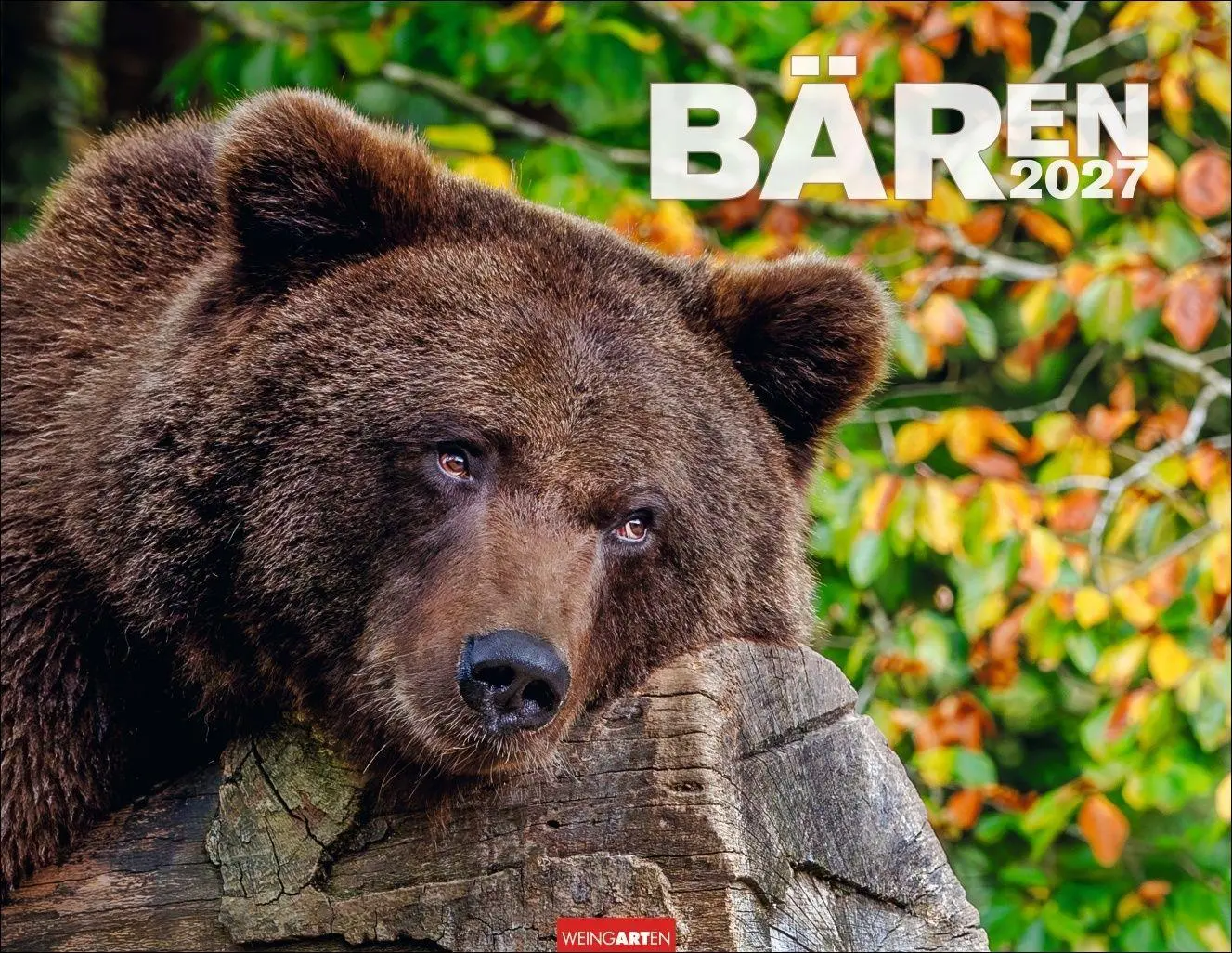 Cover: 9783839904282 | Bären Kalender 2027 | Kalender | Tierkalender Weingarten | 14 S.