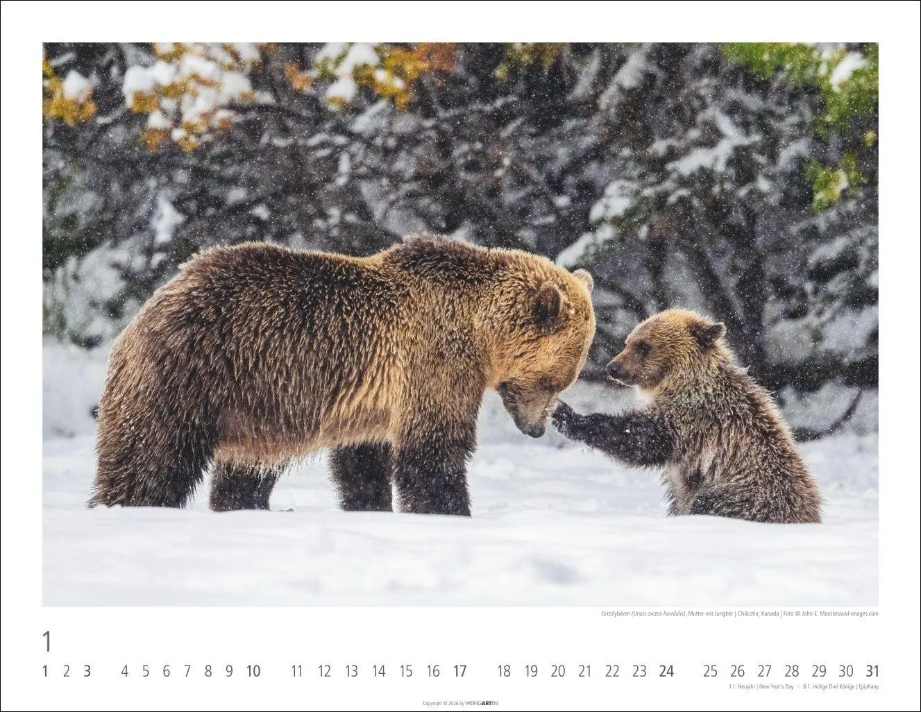 Bild: 9783839904282 | Bären Kalender 2027 | Kalender | Tierkalender Weingarten | 14 S.