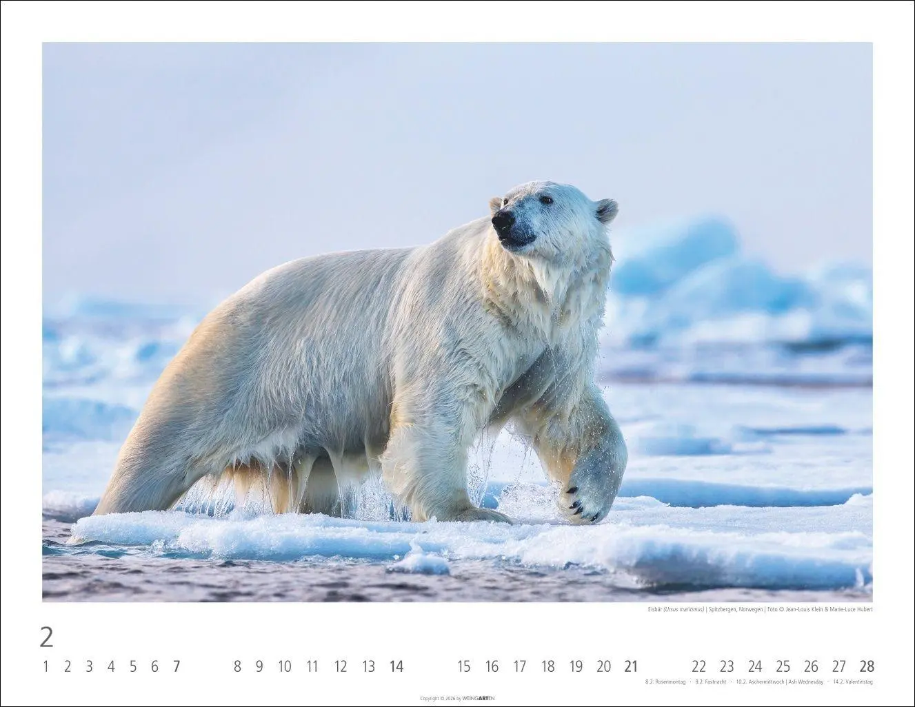 Bild: 9783839904282 | Bären Kalender 2027 | Kalender | Tierkalender Weingarten | 14 S.